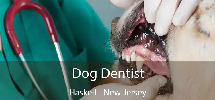 Dog Dentist Haskell - New Jersey