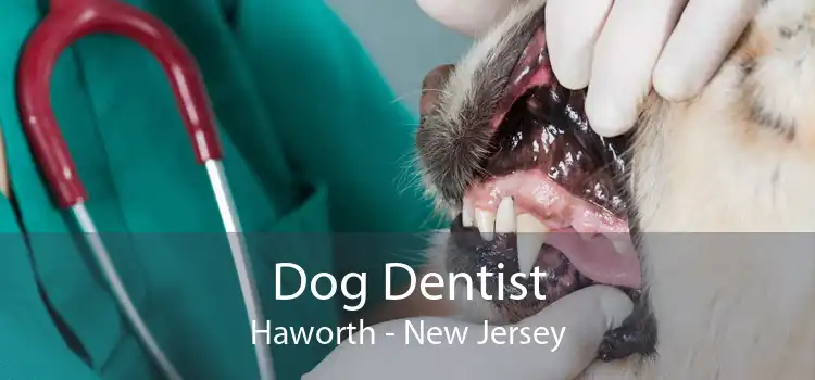 Dog Dentist Haworth - New Jersey