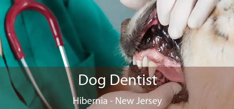 Dog Dentist Hibernia - New Jersey