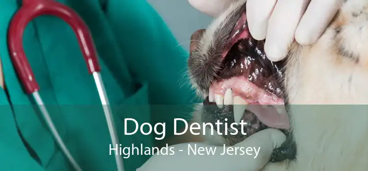 Dog Dentist Highlands - New Jersey