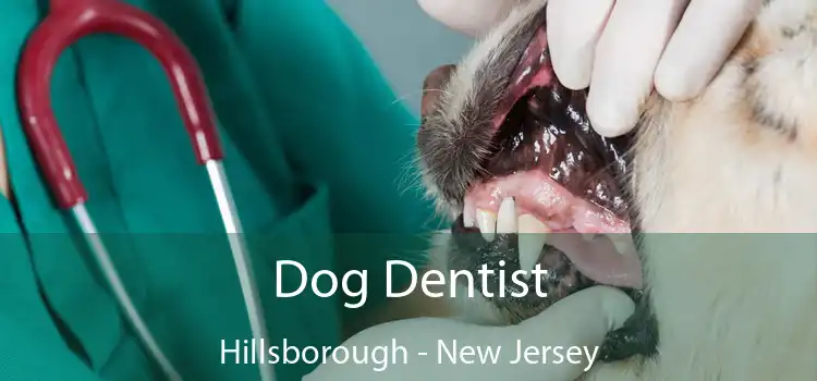 Dog Dentist Hillsborough - New Jersey