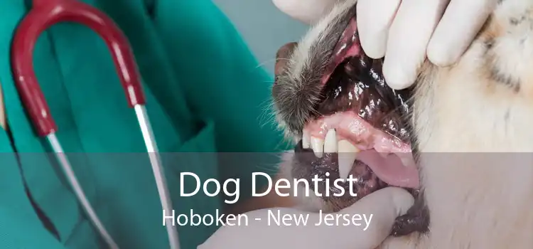 Dog Dentist Hoboken - New Jersey