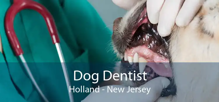 Dog Dentist Holland - New Jersey