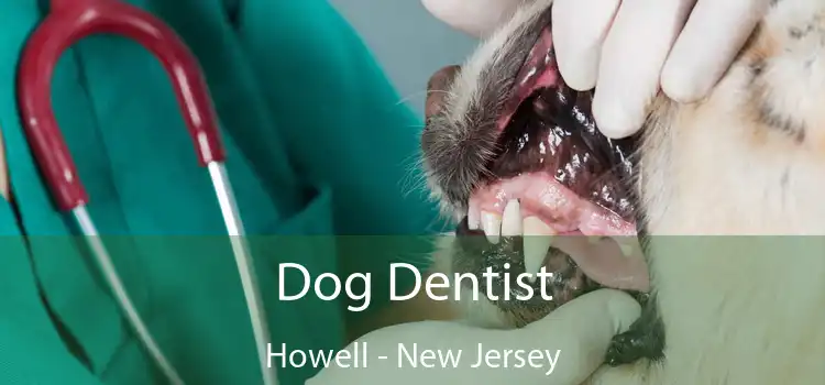 Dog Dentist Howell - New Jersey