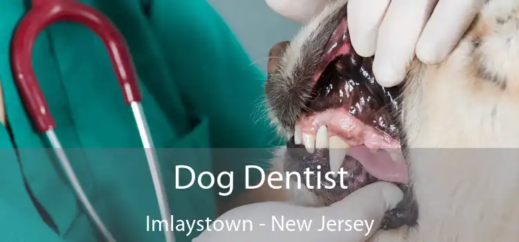 Dog Dentist Imlaystown - New Jersey