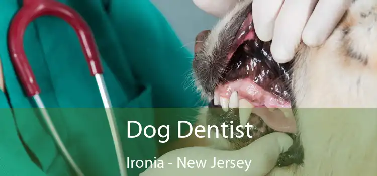 Dog Dentist Ironia - New Jersey