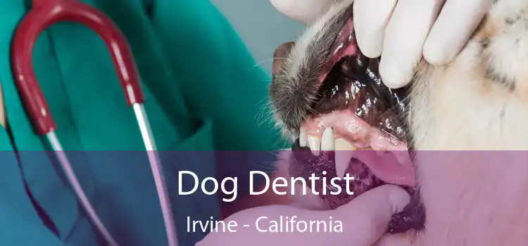 Dog Dentist Irvine - California