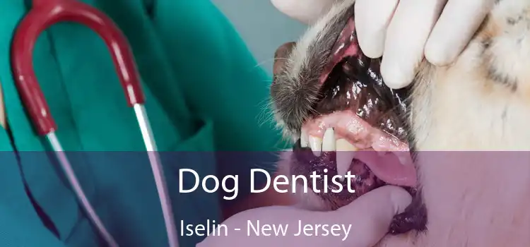 Dog Dentist Iselin - New Jersey