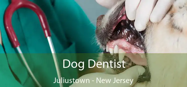 Dog Dentist Juliustown - New Jersey