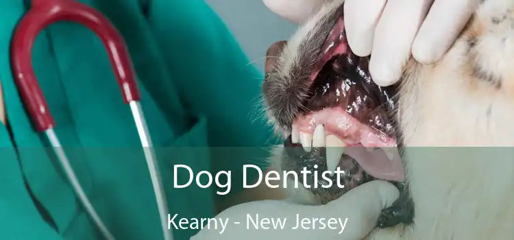 Dog Dentist Kearny - New Jersey