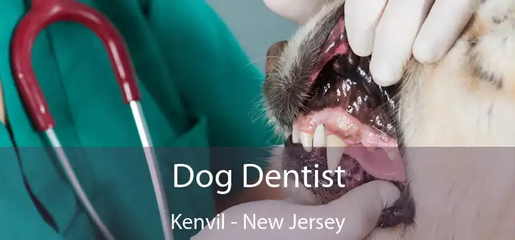 Dog Dentist Kenvil - New Jersey