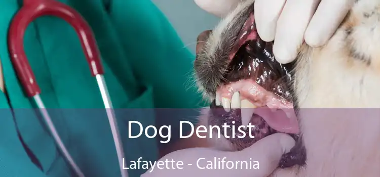 Dog Dentist Lafayette - California