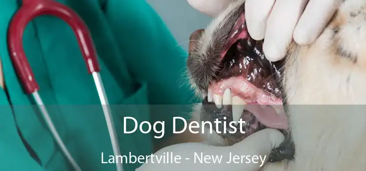 Dog Dentist Lambertville - New Jersey