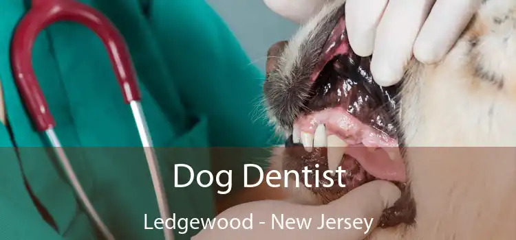 Dog Dentist Ledgewood - New Jersey