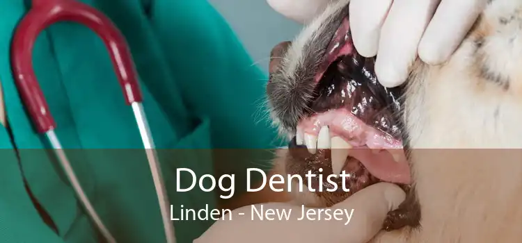 Dog Dentist Linden - New Jersey