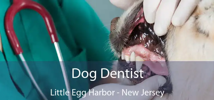 Dog Dentist Little Egg Harbor - New Jersey