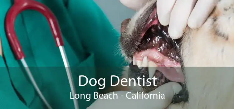 Dog Dentist Long Beach - California