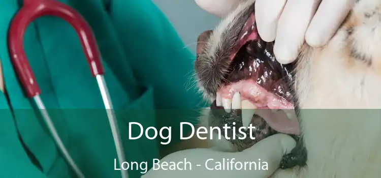 Dog Dentist Long Beach - California
