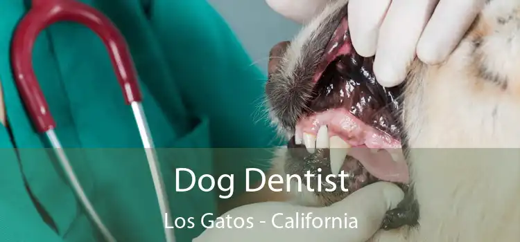 Dog Dentist Los Gatos - California