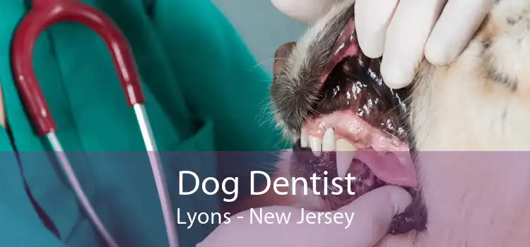 Dog Dentist Lyons - New Jersey