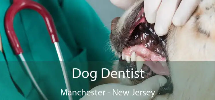 Dog Dentist Manchester - New Jersey