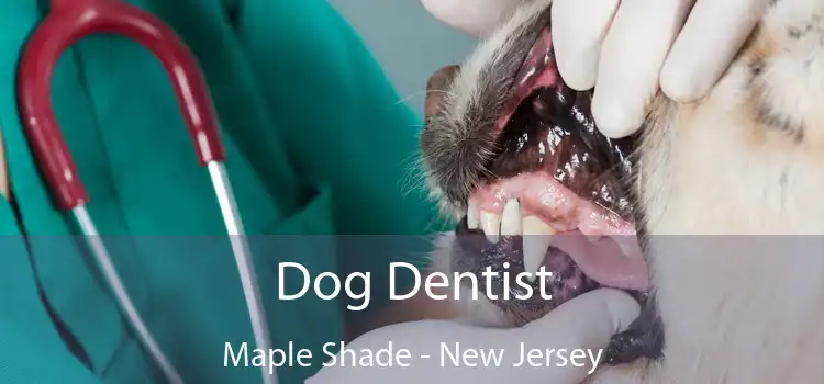 Dog Dentist Maple Shade - New Jersey