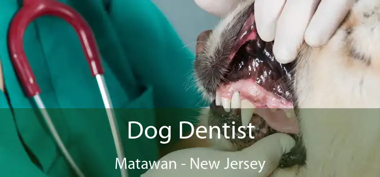 Dog Dentist Matawan - New Jersey