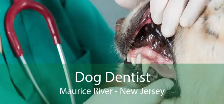 Dog Dentist Maurice River - New Jersey
