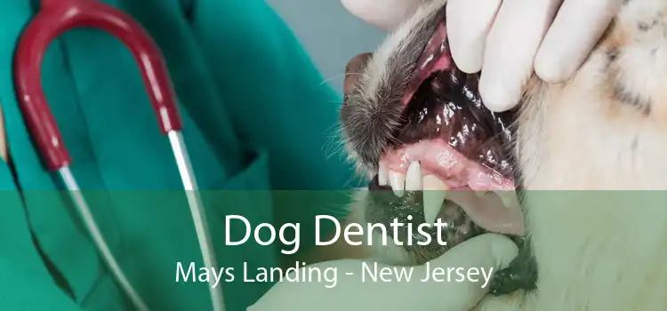 Dog Dentist Mays Landing - New Jersey