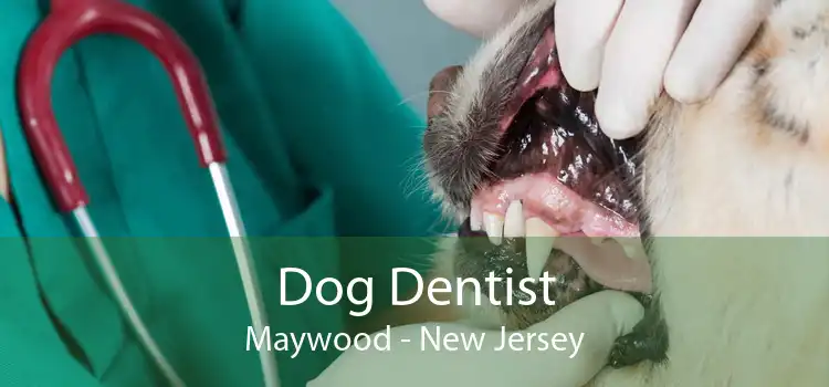 Dog Dentist Maywood - New Jersey