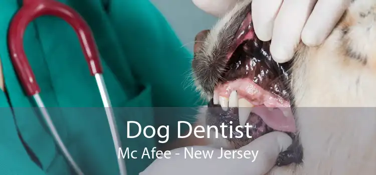 Dog Dentist Mc Afee - New Jersey