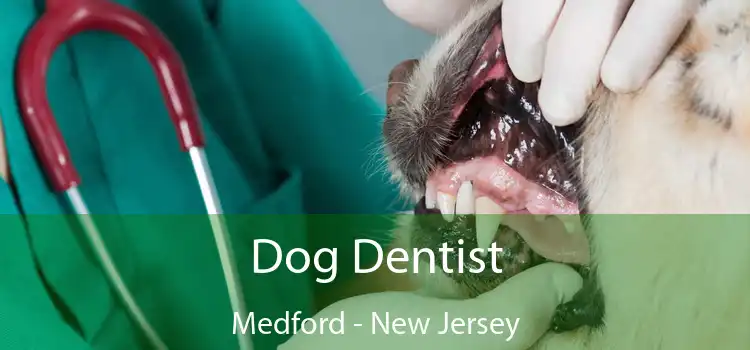 Dog Dentist Medford - New Jersey