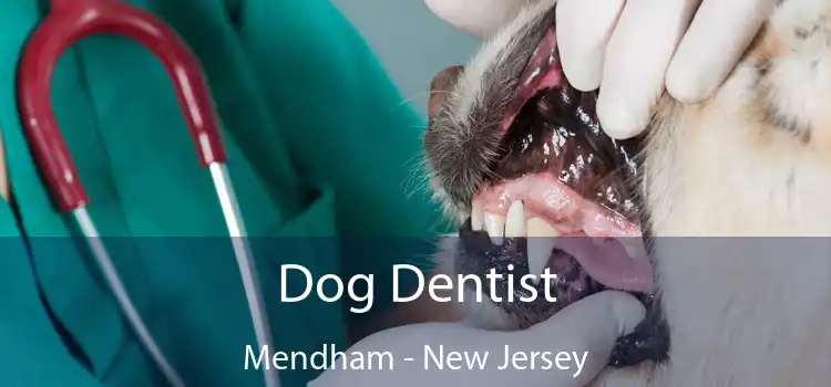 Dog Dentist Mendham - New Jersey