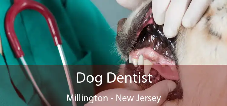 Dog Dentist Millington - New Jersey