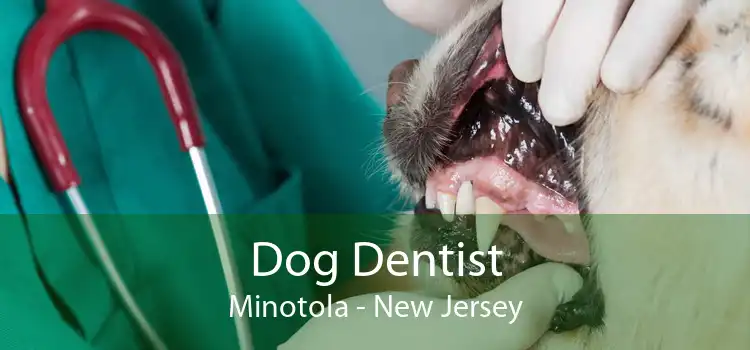 Dog Dentist Minotola - New Jersey