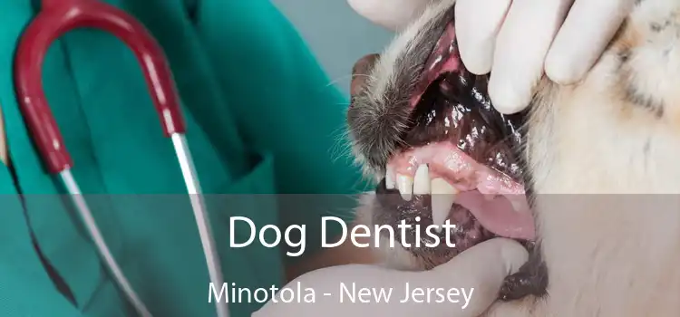 Dog Dentist Minotola - New Jersey