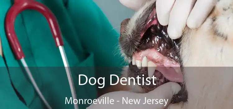 Dog Dentist Monroeville - New Jersey