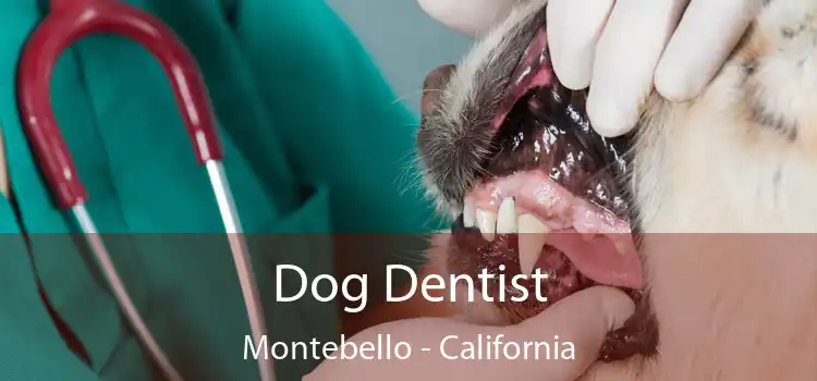Dog Dentist Montebello - California