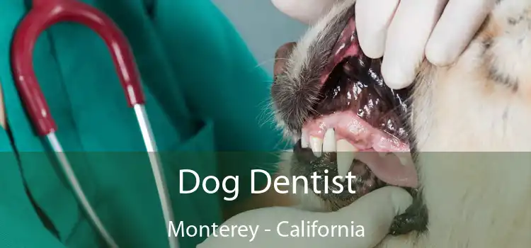 Dog Dentist Monterey - California