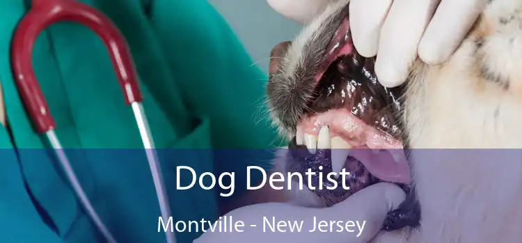 Dog Dentist Montville - New Jersey