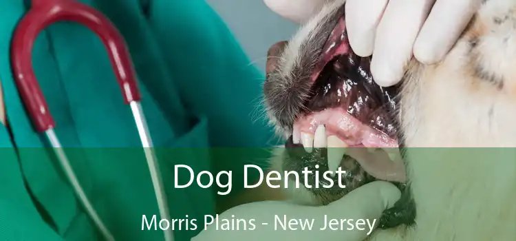 Dog Dentist Morris Plains - New Jersey