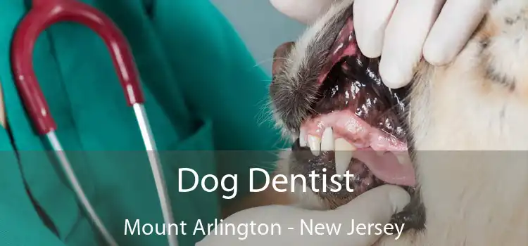 Dog Dentist Mount Arlington - New Jersey