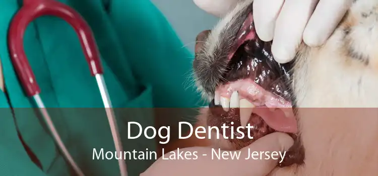 Dog Dentist Mountain Lakes - New Jersey