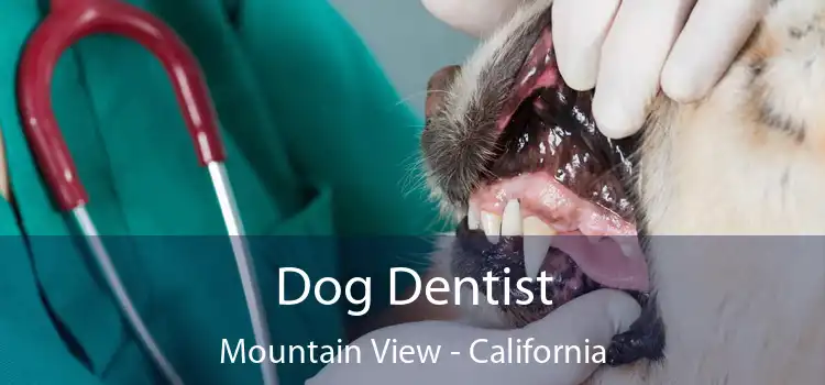 Dog Dentist Mountain View - California