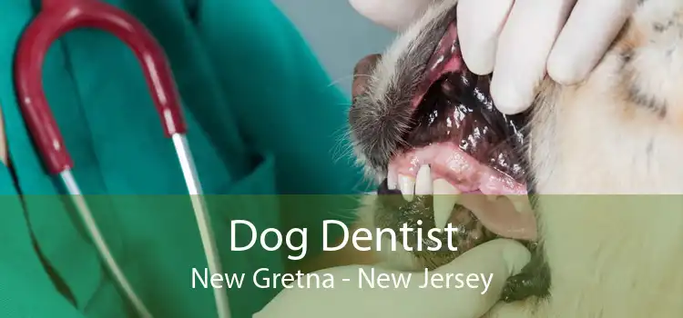 Dog Dentist New Gretna - New Jersey