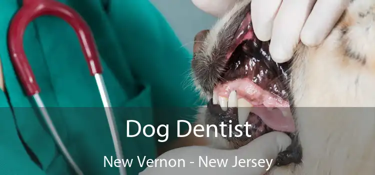 Dog Dentist New Vernon - New Jersey