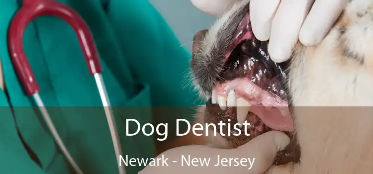 Dog Dentist Newark - New Jersey