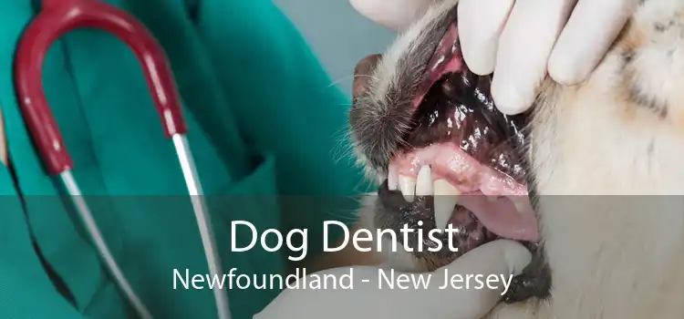 Dog Dentist Newfoundland - New Jersey
