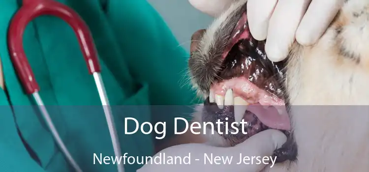 Dog Dentist Newfoundland - New Jersey