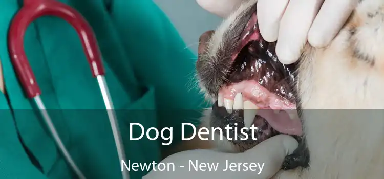 Dog Dentist Newton - New Jersey